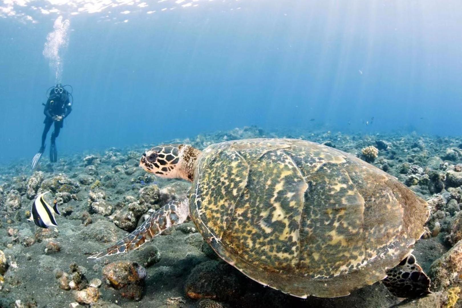 Villa Alba Bali Dive Resort Tulamben Eksteriør bilde