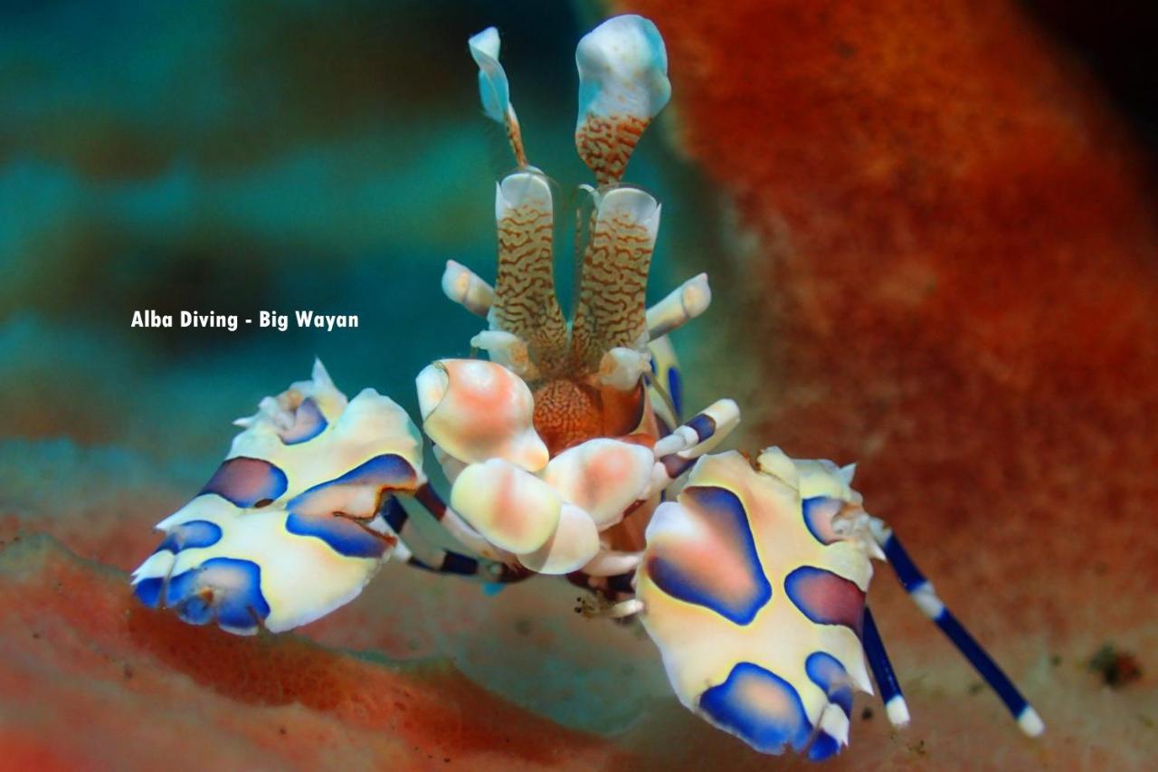 Villa Alba Bali Dive Resort Tulamben Eksteriør bilde